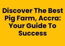 Discover the Best Pig Farm, Accra: Your Guide to Success